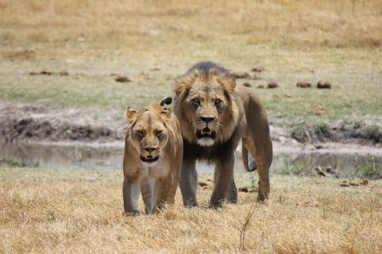 lion (3)