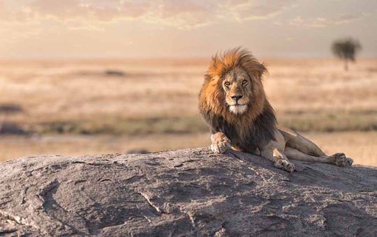 serengeti 1