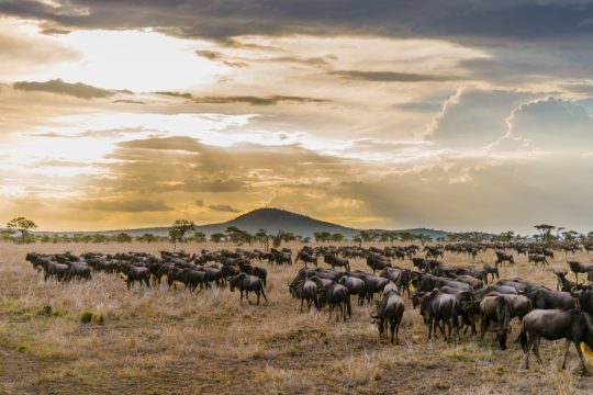 serengeti (6)