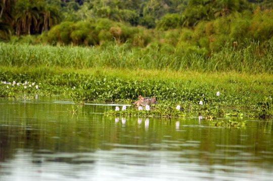 6339663 - hippopotamus in the water, rubondo island reserves, tanzania.