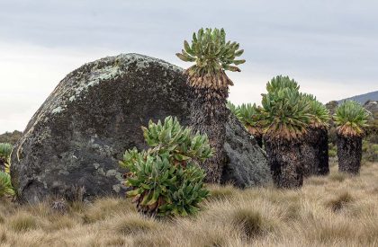 Kilimanjaro trek (5)