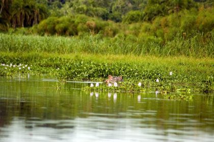 6339663 - hippopotamus in the water, rubondo island reserves, tanzania.