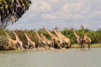 Selous 3