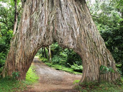 arusha np fig tree