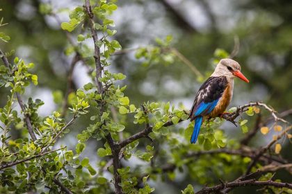 Woodland kingfisher in Lake Manyara national park, Tanzania