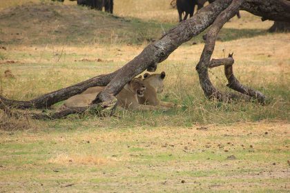 ngorongoro 1a (2)