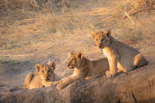 ruaha 3 (2)