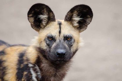 selous 4