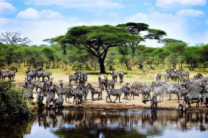 serengeti 2