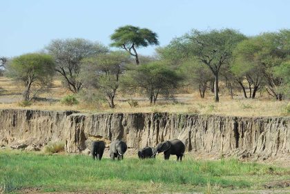tarangire 1a